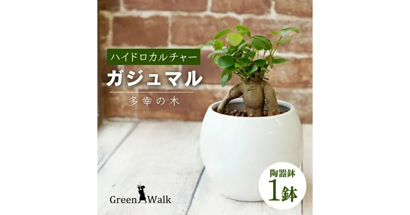 【ふるさと納税】観葉植物 ガジュマル ピュアボウル ハイドロカルチャー 陶器 鉢植え 土無し インテリア 緑 グリーン 植物 簡単 初心者 かわいい 自然 ガジュマル 緑 豊橋市 12000円 1万2千円