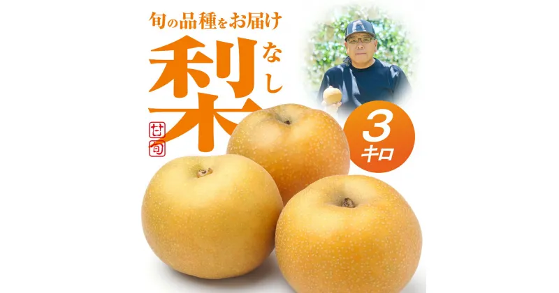 【ふるさと納税】先行予約 朝倉さんの『小島梨』 3kg 高糖度 和梨 糖度12度 以上 8月 9月 5玉〜9玉 フルーツ 果物 なし 梨 幸水、凛夏、秋麗、あきづき、甘太 希少 特別 先行予約 こだわり 楽天限定 道の駅とよはし 先行予約 秋 愛知県 豊橋市