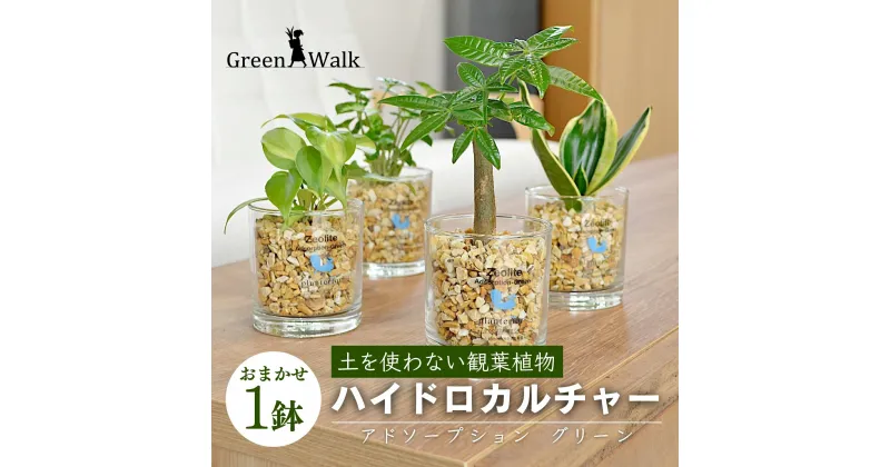 【ふるさと納税】ハイドロカルチャー 観葉植物 アドソープションM ゼオライト植え 鉢植え 土無し インテリア 緑 グリーン 植物 簡単 初心者 かわいい 自然 おしゃれ 送料無料 Green Walk グリーンウォーク 愛知県 豊橋市