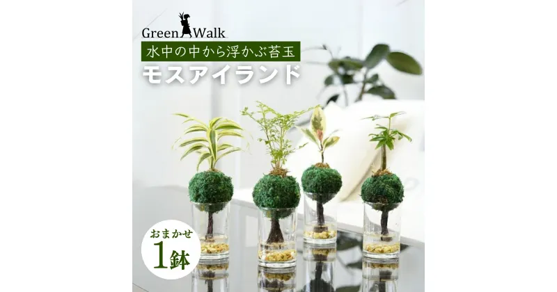 【ふるさと納税】ハイドロカルチャー 観葉植物 モスアイランド 鉢植え 土無し インテリア 緑 グリーン 植物 簡単 初心者 かわいい 自然 おしゃれ 送料無料 Green Walk グリーンウォーク 愛知県 豊橋市