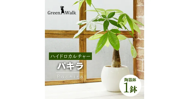 【ふるさと納税】ハイドロカルチャー 観葉植物 パキラ ピュアボウル陶器鉢植え 陶器 鉢植え 土無し インテリア 緑 グリーン 植物 簡単 初心者 かわいい 自然 おしゃれ 送料無料 Green Walk グリーンウォーク 愛知県 豊橋市