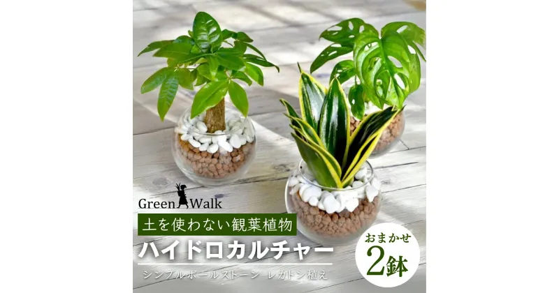 【ふるさと納税】ハイドロカルチャー 観葉植物 シンプルボールストーン レカトン植え 2鉢 鉢植え 土無し インテリア 緑 グリーン 植物 簡単 初心者 かわいい 自然 おしゃれ 送料無料 Green Walk グリーンウォーク 愛知県 豊橋市