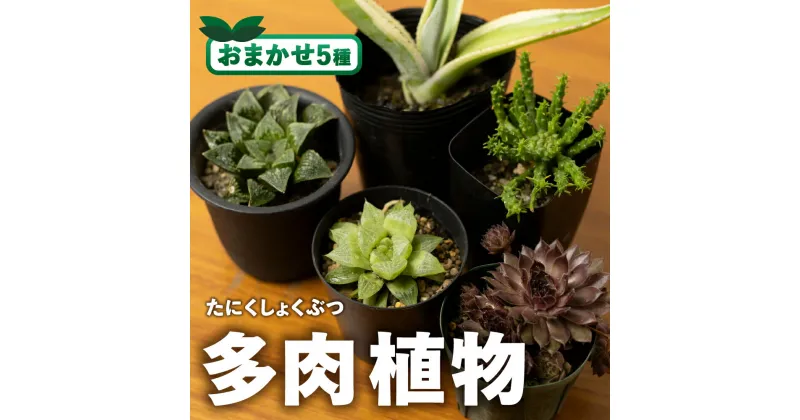 【ふるさと納税】足立さんの 多肉植物 おまかせ 5種 高評価 多肉 お楽しみ セット アソート 寄せ植え インドアグリーン 観葉植物 ミニサイズ 詰め合わせ エケベリア セダム グラプトペタラム パキフィルム 道の駅とよはし 先行予約 愛知県 豊橋市 15000円