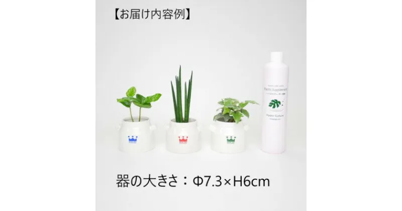 【ふるさと納税】リトルミルク3個&栄養剤セット【オススメの観葉植物でお届け】【1324920】